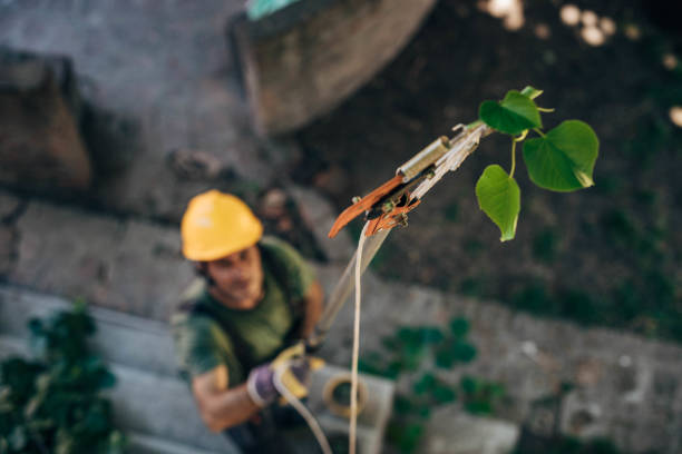 Best Hazardous Tree Removal  in Creola, AL