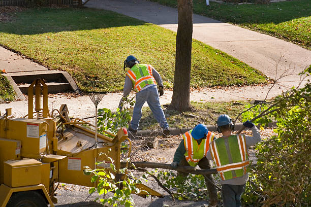 Professional Tree Services in Creola, AL